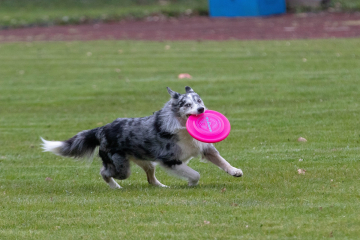 Hundeplatz Nina Dox